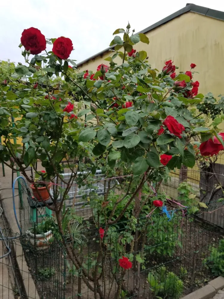 Casa cu teren zona Mărțișor langa parc Lumea Copiilor Brâncoveanu - Coproprietari, cadastru și intabulare făcute în 2023, acte și impozite la zi, fără litigii.
