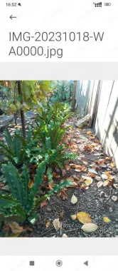 Casă și teren zonă ultracentrală,560 000 euro