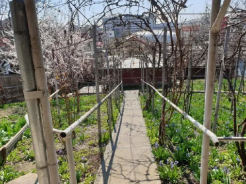 Vand casa bătrânesca