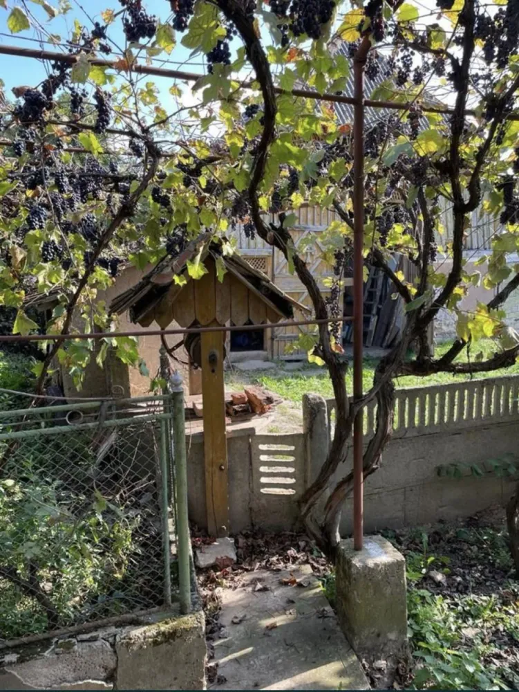 Vand casa la tara - Vând casă 120 mp în sat Cuța, comuna Scond, județul Satu Mare. Casa este compusă din 2 camere, bucătărie, baie, hol, cămară de alimente + anexe gospodărești, în total 48 ari teren. Actele la zi, imediat ocupabilă.