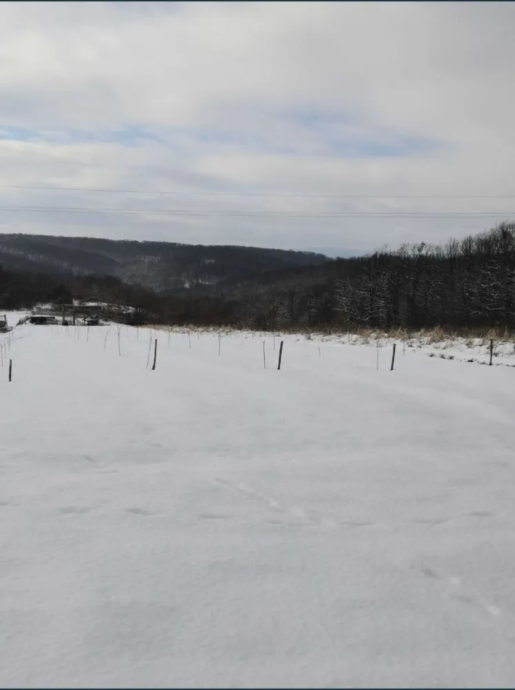 Teren cu o priveliste superba langa padure - Teren cu o priveliste superba chiar lângă pădure. Este cel mai frumos din acea zona. Are drum de acces și curentul la 15 m distanta,se afla la 100 m de asfalt având drum pietruit pe acea distanta. Terenul este extravilan dar se poate trece și în intravilan. Terenul se afla la ieșirea din Barsau de Jos înspre Poiana Codrului la limita satelor pe vârf de culme. Terenul are sup de 35 ari pe teren este lăsat în partea de la strada loc de cabana sau casa, pe teren sunt plantați 108 pomi fructifer 3 rânduri jumate de meri si unul de peri de diferite soiuri, sunt anul 3 de la plantare. Iar pe partea de jos pe o parcela de 12 ari, adică 39 buc sunt plantati nuci Geoagiu 65 find primul an de la plantare. Pozele sunt mai vechi neavând la publicarea anunțului altele. Terenul nu este intabulat momentan dar se poate intabula fără probleme la cerere sau îl intabula noul proprietar. Momentan este împrejmuit cu gard electric cu 4 fire. Este un loc ideal de o cabana sau o mica pensiune sau alte proiecte. Prețul este discutabil la fata locului. Mai multe detalii la tel. Dacă nu am semnal trimiteți un sms și va resun eu.