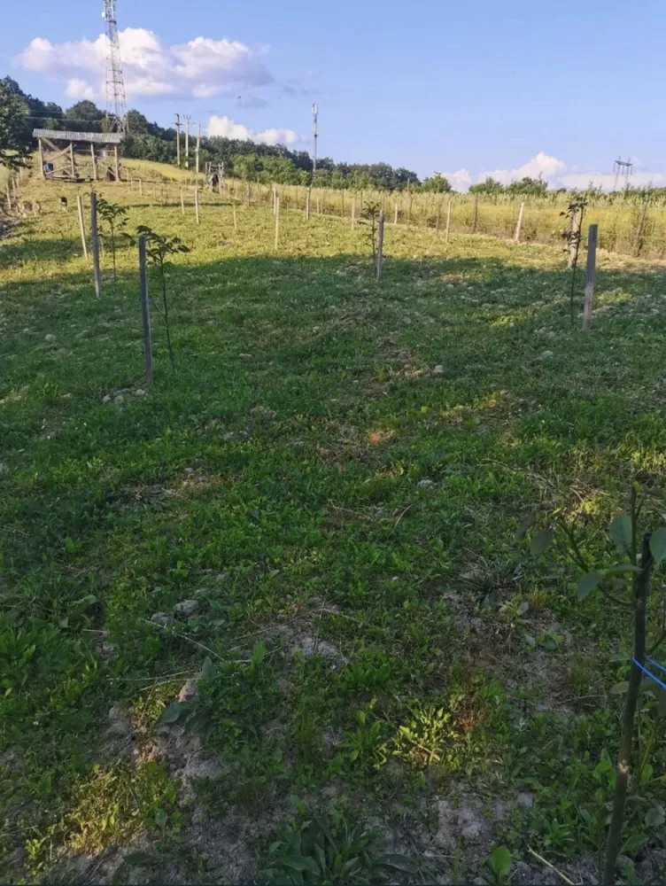 Teren cu o priveliste superba langa padure