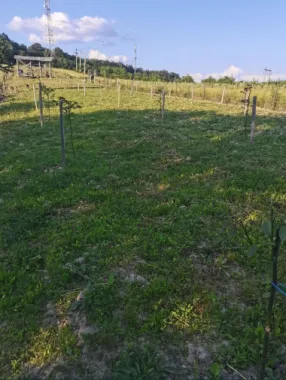 Teren cu o priveliste superba langa padure