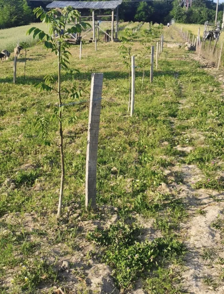 Teren cu o priveliste superba langa padure