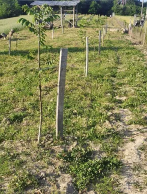 Teren cu o priveliste superba langa padure