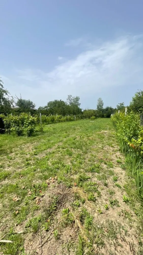 Vând teren intravilan, Str Dealului 64 - 936 mp,front stradal 13.4 m - Vând teren intravilan (împrejmuit) în suprafață de 936 mp,front stradal 13,40 m. Terenul este situat in Satu Mare str Dealului nr 64 . Pretabil construcții case,hale industriale s-au utilizabil ptr agricultura (pământ fertil).Utilități;apă puț forat, curent la stradă. Gaz , canalizare în apropiere (100 m).Preț 36000 Euro. Inf telefon 07******47