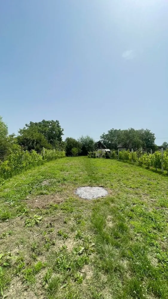 Vând teren intravilan, Str Dealului 64 - 936 mp,front stradal 13.4 m - Vând teren intravilan (împrejmuit) în suprafață de 936 mp,front stradal 13,40 m. Terenul este situat in Satu Mare str Dealului nr 64 . Pretabil construcții case,hale industriale s-au utilizabil ptr agricultura (pământ fertil).Utilități;apă puț forat, curent la stradă. Gaz , canalizare în apropiere (100 m).Preț 36000 Euro. Inf telefon 07******47