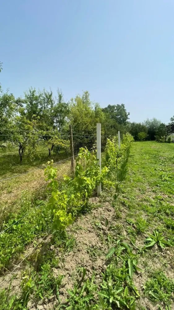 Vând teren intravilan, Str Dealului 64 - 936 mp,front stradal 13.4 m