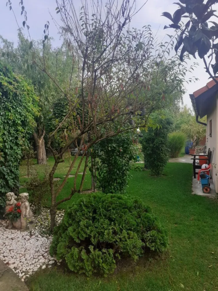 BRASADAS vinde casa cu 6 camere si teren 1200mp în Amati.