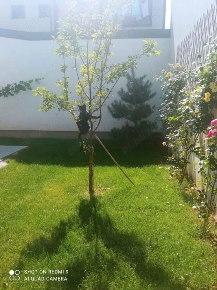 Vand apartament 5 camere ,200mp ,parter + curte proprie 150 mp