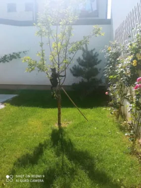 Vand apartament 5 camere ,200mp ,parter + curte proprie 150 mp