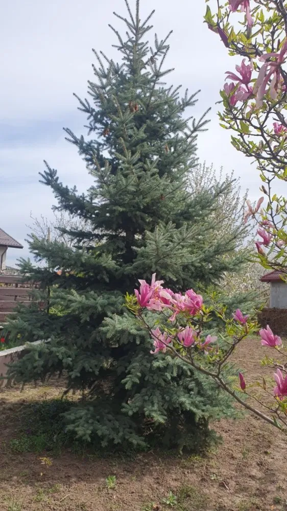 Vila 412 mp Galata, 1201 mp curte, direct proprietar - Vilă de vânzare în zona Galata în zona rezidențială, aproape de pădure. Terenul are o suprafață de 1201 mp și este amplasat la intersecție, având acces auto din două străzi, fiind dotat cu toate utilitățile. Vila D+P+E+M are 7 camere, 4 băi, 3 holuri și 2 bucătării, 1 balcon, 2 terase, 1 garaj. Anul punerii în funcțiune este 2019. Repartizarea camerelor: DEMISOL: 2 camere, baie, hol, spațiu depozitare, beci, bucatarie nemobilata, acces direct din curte și acces din holul casei PARTER: hol, living pe 2 nivele cu șemineu, bucătărie mobilata, loc de luat masa, dormitor, baie, terasă ETAJ: dressing, baie, 2 dormitoare, hol gol peste living,1 balcon, o terasa si acces interior/exterior spre mansardă MANSARDĂ: hol, 1 dormitor, baie, spațiu de depozitare Casa are amprenta la sol de 125 mp și o suprafață totală desfășurată de 412 mp si 293 mp utili. Construcția este solidă, cu structură din beton și zidărie de cărămidă, având pereții exteriori termoizolați cu polistiren de 10 cm, șarpantă din lemn izolata, învelitoare din țiglă, finisaje superioare: încălzire în pardoseală și gresie care imită parchetul la parter și nivelele superioare, parchet la demisol, tâmplărie PVC cu geam termopan la exterior și lemn masiv la interior, faianță și gresie în băi, 2 centrale termice proprii, instalații sanitare și de încălzire dotate cu distribuitoare pe fiecare nivel și cu termostate în fiecare cameră. Pe teren sunt amplasați pomi fructiferi, brazi, o grădină cu flori și sunt amenajate 2 accese auto și 3 accese pietonale și pavaje din beton. Împrejmuirea este realizată din stâlpi de beton cu panouri de fier, având două porți metalice de acces spre străzile la care are front stradal.