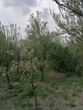 Ag EUROPA vinde casa 6 cam teren 11 ari în zona 14 Mai.