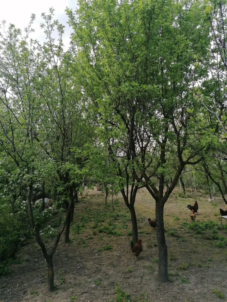 Ag EUROPA vinde casa 6 cam teren 11 ari în zona 14 Mai.
