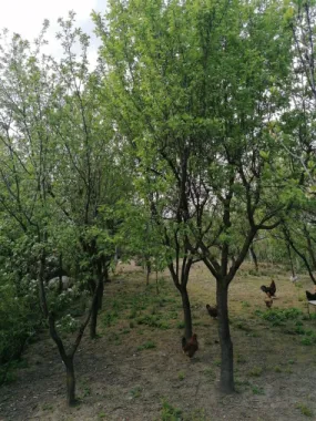 Ag EUROPA vinde casa 6 cam teren 11 ari în zona 14 Mai.