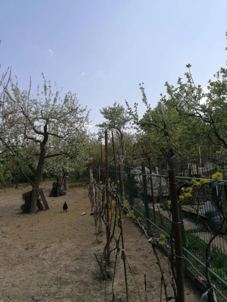 Ag EUROPA vinde casa 6 cam teren 11 ari în zona 14 Mai.