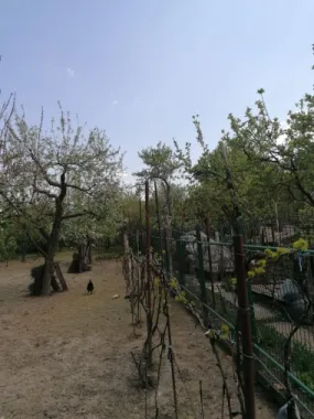 Ag EUROPA vinde casa 6 cam teren 11 ari în zona 14 Mai.