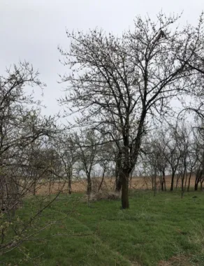 Casa cu teren 27 arii Pir