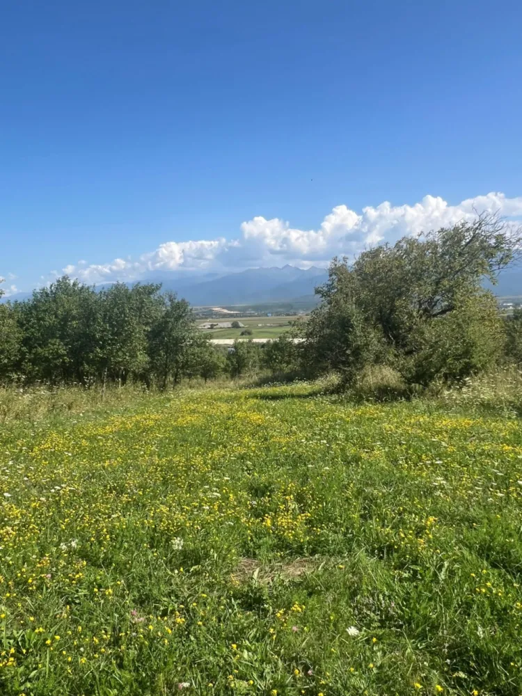 De vânzare teren Extravilan – În inima naturii! - Vă propunem spre vânzare un teren de 611 mp, cu deschidere de 19,4 ml, situat la ieșirea din localitatea Bradu, spre Făgăraș.  Localizare deosebită, în mijlocul pădurii – loc ideal pentru:casă de vacanță,cabană de relaxare,refugiu verde departe de agitația urbană. Acces ușor din șoseaua principală  Zonă liniștită, aer curat, peisaj de poveste  Suprafață: 611 mp  Deschidere: 19,4 ml  Preț: 5.500 euro. Un colț de natură care poate deveni locul tău de relaxare și inspirație!  }}