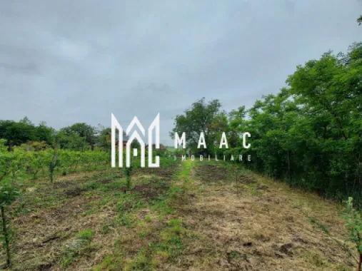 Casa | 1331 mp Teren | Miercurea Sibiului |