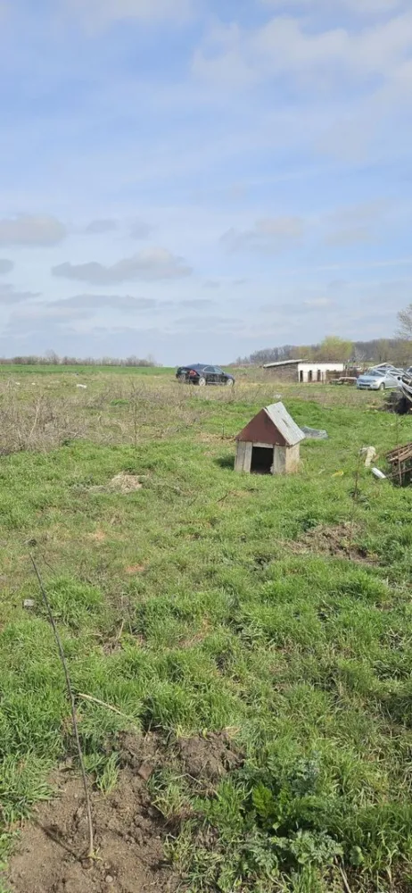 Afumati Balta Batal teren de vanzare 7000 mp - K Imobiliare propune in zona Afumati zona Balta Batal , teren extravilan suprafata 7000 mp , deschidere 14 .