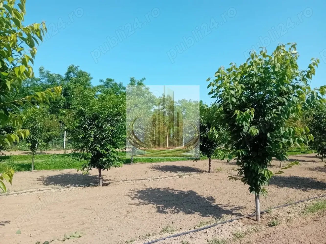 Vand/Schimb Livada Belint 16000mp - Proprietatea este formată din 4 parcele de teren intravilan, cu suprafață totală de 16.000 mp și front stradal de 85 m. Terenul beneficiază de toate utilitățile: gaz, curent electric, apă, canalizare, drum asfaltat, precum și vecinătăți construite.

Livadă diversificată, aflată pe rod, cu:

meri
peri
piersici
nectarine
pruni
cireși
cireși amari
vișini
caiși
smochini
nuci
viță de vie
kaki

Proprietatea dispune de sistem de irigare și un mic depozit pentru unelte și materiale.

În preț este inclus și un mic tractor Mitsubishi, echipat cu:

cositoare
tocător de crengi

Preț: 25 euro/mp, ușor negociabil.

Sau schimb cu proprietate in Timisoara

Pentru mai multe detalii și vizionare, vă rugăm să ne contactați.