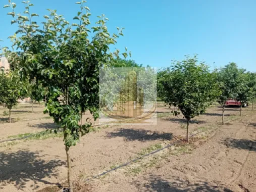 Vand/Schimb Livada Belint 16000mp