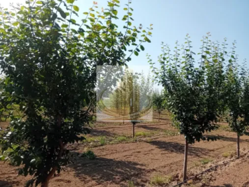 Vand/Schimb Livada Belint 16000mp