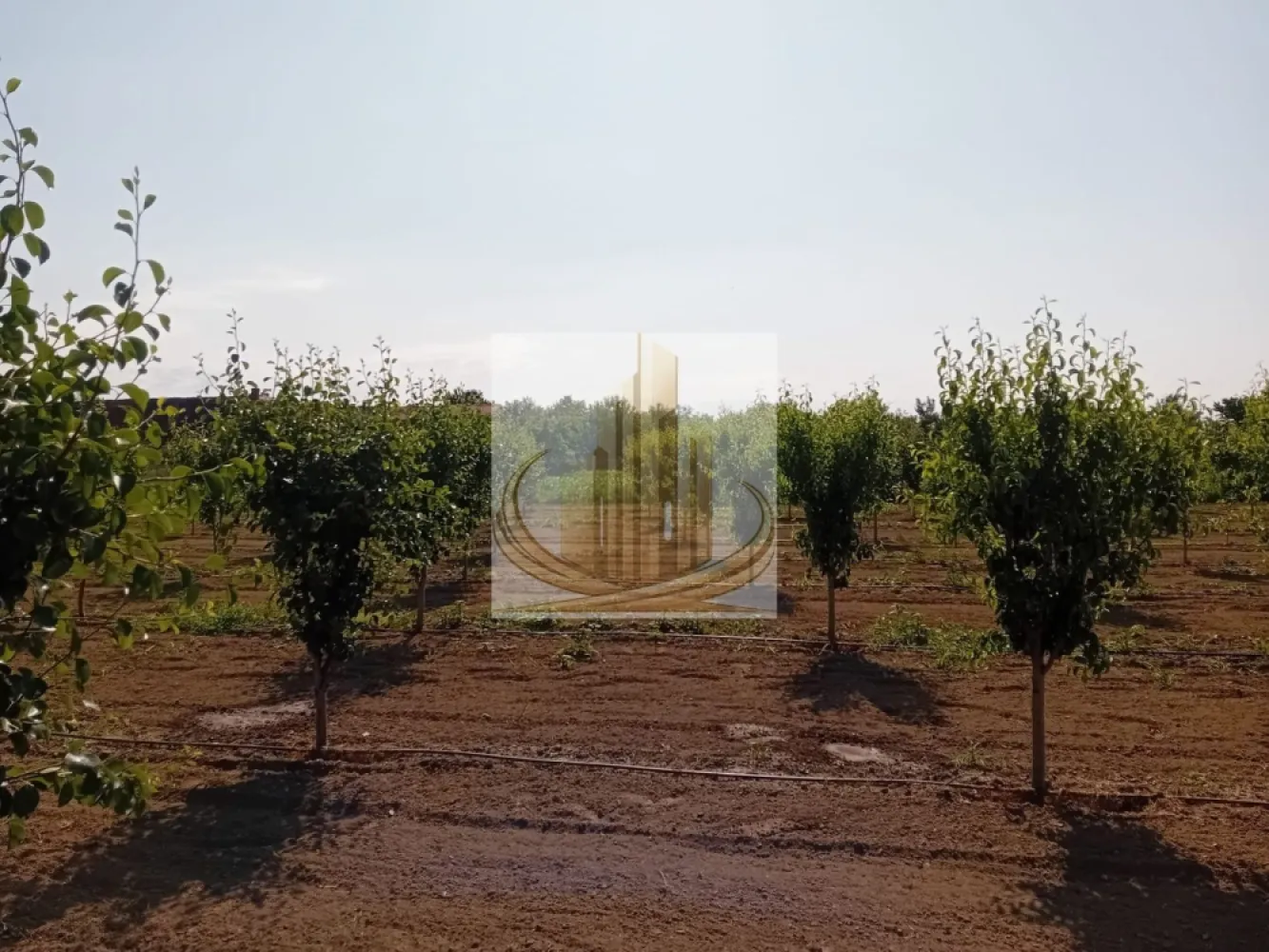 Vand/Schimb Livada Belint 16000mp