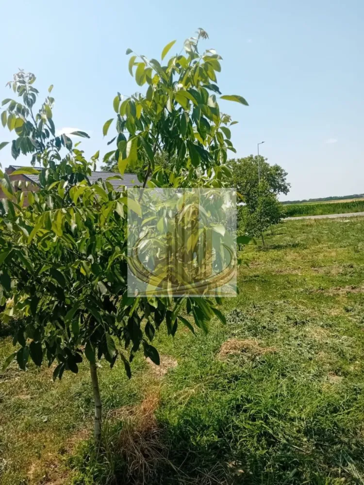 Vand/Schimb Livada Belint 16000mp