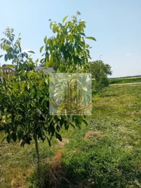 Vand/Schimb Livada Belint 16000mp