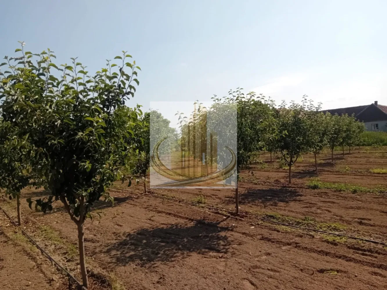 Vand/Schimb Livada Belint 16000mp