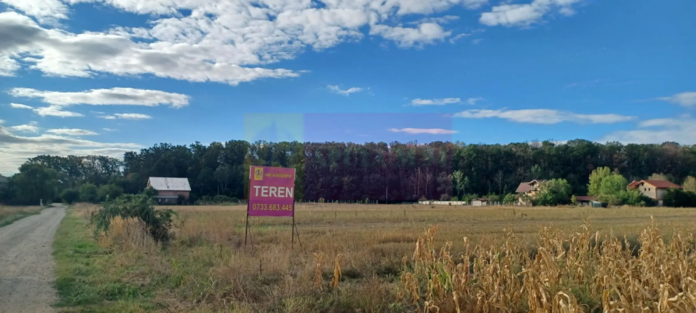 Gulia teren 11.157 mp, lângă Pădurea Cereanca - Terenul se află în vecinătatea Pădurii Cereanca, în localitatea Gulia, în apropiere de DN7, la 13 km de Bucuresti, cu acces prin Chitila, Buftea sau Săbăreni. Terenul se află într-o zonă rezidentială, cu locuințe tip parter sau P+1E, are suprafața de 11.157 mp si este alcătuit din 2 terenuri alăturate cu un front stradal de 37 m, pe str Codrului, la aproximativ 150-180 m de pădure. Prețul este 247.000 EUR, negociabil. Nu se plătește TVA sau comision.