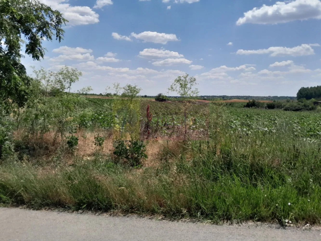 DE VANZARE 2 LOTURI LIPITE (TOTAL 16.500 MP) IN SAT TEISORI (GR) - Compania imobiliara Apulum94 are placerea de a va propune spre vanzare doua terenuri alipite situate in sat Teisori, de 8400 mp unul si celalalt de 8200 mp cu deschidere totala 142 ml. 

Terenurile sunt intravilane si sunt pretabile pentru multiple variante in ochii unui antreprenor cu viziune. 

Utilitatile din fata terenului sunt prezente. 

Pentru mai multe detalii despre oferta prezentata sau alte oferte similare, astept cu maxim interes sa ma contactati la numarul de telefon din anunt sau pe Whatsapp 

Cu respect, 

Agent Imobiliar Aurelian Popescu / 0733.683.456 

Apulum94 – Un partener de cursa lunga!