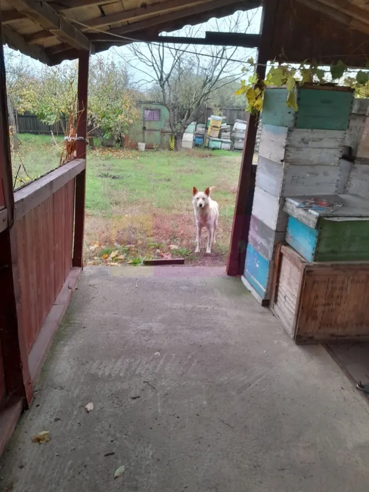 DE VANZARE CASA IN COM. BRANESTI (IF)