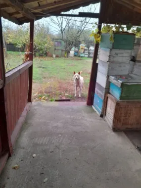 DE VANZARE CASA IN COM. BRANESTI (IF)