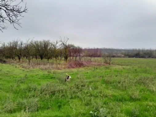 De vanzare casa +teren 16k mp in BARCANESTI / IL