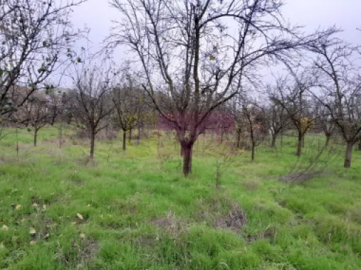 De vanzare casa +teren 16k mp in BARCANESTI / IL
