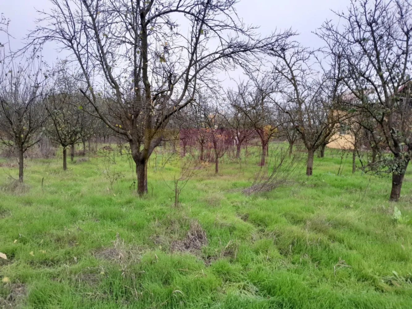 De vanzare casa +teren 16k mp in BARCANESTI / IL