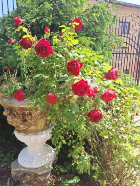 Cea mai frumoasă casă din zona Pipera - Băneasa