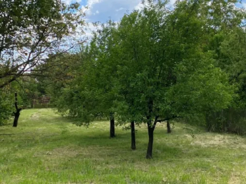 BRASADAS vinde casa cu 3 cam teren 17 ari zona Titulescu.