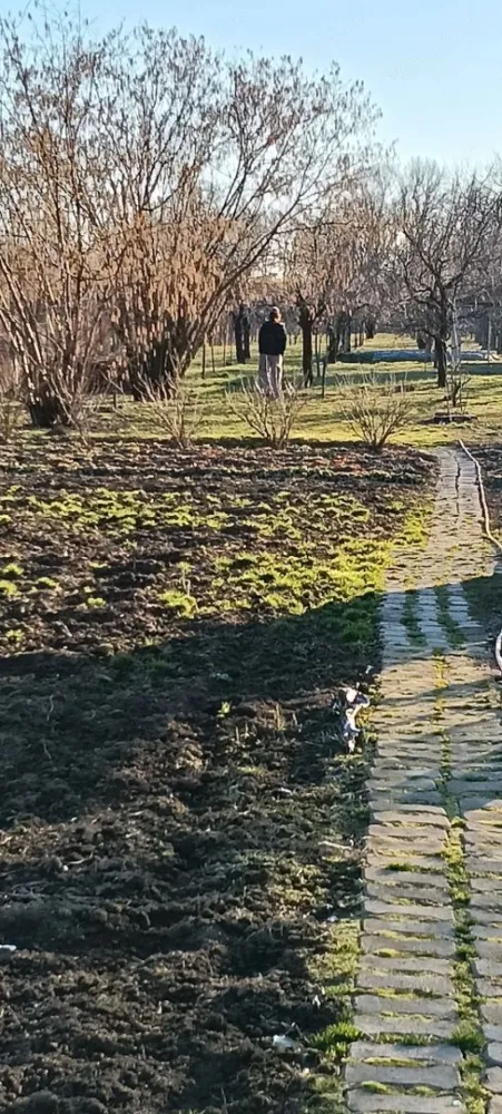 Mă vinde ușor și rapid!!! - De vânzare cabană din lemn P+M locuibilă, str.Dara lângă Stația de Epurare,cu grădină, iaz, livadă cu pomi fructiferi, teren intravilan 3000 mp la 7500 euro mp. Prețul este ușor negociabil.