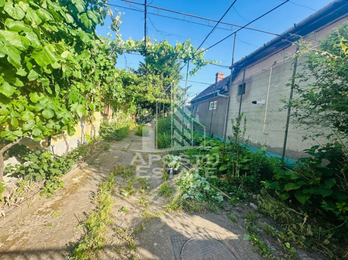 Casa de vanzare in Zimandu Nou - APOSTU ESTATE va propune spre vanzare casa in Zimandu Nou, la doar 13 km de Arad, situata intr-o zona linistita, cu acces facil si strazi asfaltate si iluminate.

Proprietatea dispune de un teren generos de 950 mp si o suprafata construita de 244 mp, casa fiind construita in anul 1932. Locuinta este compartimentata practic si ofera:

4 camere spatioase
1 bucatarie
1 baie
camara
hol lung
2 intrari din curte

Casa este construita din pamant batut, cu acoperis din tigla, fiind racordata la toate utilitatile necesare: gaz, curent, apa si boiler pentru apa calda.

Curtea este ampla si bine organizata, avand gradina de flori, garaj, acces auto in curte si spatiu ideal pentru cultivarea legumelor sau amenajarea unei livezi.

Pozitionarea este un mare avantaj, avand in apropiere, la doar 5 minute de mers pe jos:

supermarket
Biserica Catolica
Primaria
gradinita
scoala

O proprietate potrivita pentru o familie care isi doreste liniste, spatiu generos si acces rapid catre oras.

Pentru mai multe detalii sau pentru programarea unei vizionari, echipa Apostu Estate va sta cu profesionalism si promptitudine la dispozitie dumneavoastra.
CP3121677