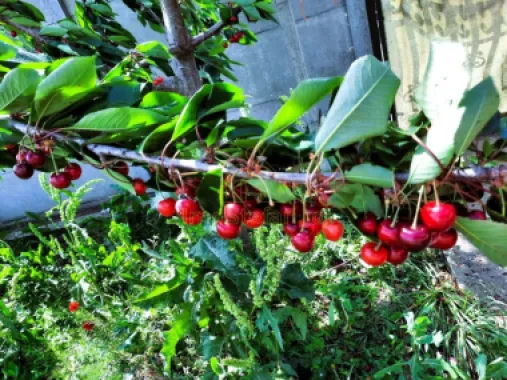 Cumpana Spațiu și curte generoasă! Casa familiei tale!