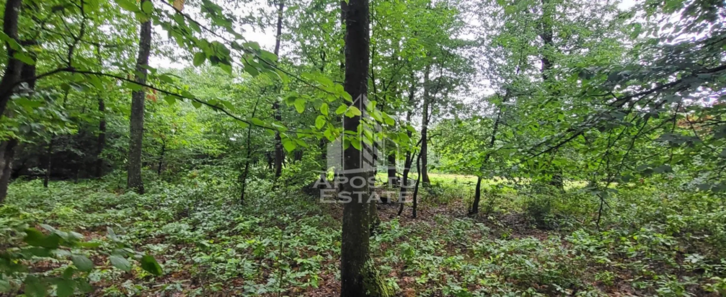 Teren agricol si pasune de 5300+3300 mp, Cuied - Apostu Estate va propune spre vanzare un teren plat cu acces direct din sosea, amplasat intr-o zona linistita, inconjurata de natura, cu multiple posibilitati de dezvoltare si eligibil pentru accesarea fondurilor europene.
Acces facil direct din soseaua principala, pe asfalt.
Se accepta si plata in rate direct de la proprietar.

Fie ca va doriti un proiect turistic, o investitie pe termen lung sau un refugiu in natura, aceasta proprietate ofera cadrul ideal pentru transformarea ideilor in realitate.

De ce merita sa il vezi:

Suprafata totala: 8.600 mp
5.300 mp teren arabil
3.300 mp pasune impadurita
Teren complet plat – usor de amenajat pentru diferite activitati
Acces rapid si facil direct din soseaua principala
Panza freatica ridicata – avantaj pentru proiecte precum piscina, balta de pescuit sau microferma
Zona apreciata pentru apicultura datorita padurilor de salcam
Priveliste deschisa, aer curat si multa liniste

Potential de dezvoltare:
 Camping sau glamping
 Pescarie recreativa
 Livada sau plantatie
 Ferma de mici dimensiuni
 Proiect finantabil prin fonduri europene
 Spatiu dedicat relaxarii sau retragerii din agitatia urbana

Nu cumperi doar teren. Cumperi spatiu, acces, natura si posibilitatea de a construi ceva cu adevarat valoros.

Programeaza o vizionare si descopera un loc cu potential, unde investitia si natura pot merge mana in mana.

Apostu Estate – transformam oportunitatile in investitii.

 Ofetra ID 3156352