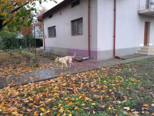 ISLAZ / IF - CASA P+1 (7 CAM) DE VANZARE