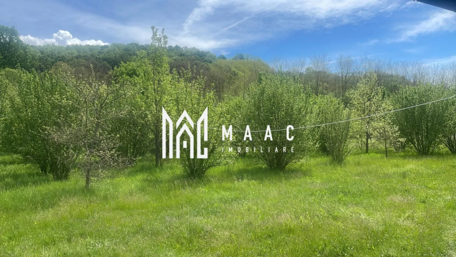 Teren extravilan 61.000 mp | Veseud, Sibiu | plantație aluni, trufe - Teren agricol extravilan de 61.000 mp în Veseud, Slimnic, județul Sibiu, cu plantație existentă, construcție de 45 mp și acces din drumul comunal Veseud-Boarta.

Detalii proprietate:
• Suprafață teren: 61.000 mp
• Clasificare: teren agricol extravilan
• Plantație existentă cu 650 aluni de 11 ani și 180 stejari cu trufă neagră la rădăcină: tuber aestivum și tuber melanosporum
• Aproximativ 30 de pomi fructiferi pe circa 2 hectare, plantați în romb 4x4
• Aproximativ 130 de nuci de 3 ani, plantați în pătrat 8x8 pe 1 hectar
• Construcție din panou sandwich de 45 mp, cu instalație de energie solară de 3 kW, terasă deschisă, magazie și beci
• Proprietatea este împrejmuită cu gard de lemn din stâlpi și scânduri de salcâm
• În spatele terenului se află un pârâu la limita de proprietate
• Pe teren se regăsesc și o suprafață necultivată de aproximativ 3,6 ha, jumătate cu salcâm și jumătate liberă, plus circa 0,5 ha de lucernă

Accesul se face din drumul comunal Veseud-Boarta, cu asfalt până în Veseud și aproximativ 700 m de drum comunal de pământ. Terenul cu aluni, lucernă și construcție are în mare parte o înclinație redusă, cu specific de luncă.

Pentru detalii suplimentare și programarea unei vizionări, contactați echipa MAAC Imobiliare și menționați Cod anunț CP3178280.