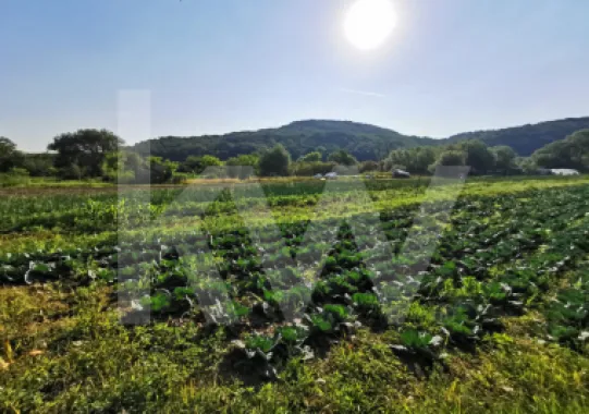Teren extravilan 7500mp, cu acces la astfalt, zona Bungard