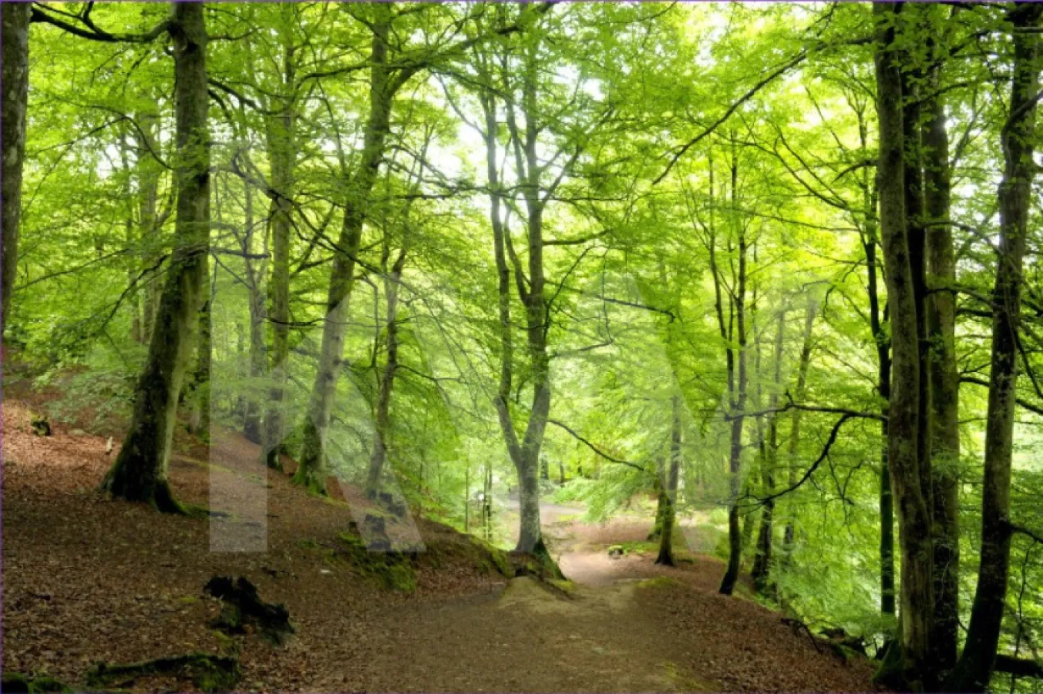Oportunitate unică de investiție – Pădure, cătină și visuri verzi - Imaginează-ți să deții un colț de natură neatinsă, unde pădurea matură și plantația de cătină îți oferă nu doar resurse, ci și șansa de a construi un proiect cu suflet.

Locație: Iernut, jud. Mureș
Suprafață totală: 174.500 mp
170.500 mp de pădure matură, plămân verde cu potențial ecoturistic
40.000 mp de cătină, gata de recoltat și transformat în produse sănătoase și naturale

Accesibilitate:
La doar câțiva pași de autostrada A3 și DN15, cu legături rapide către Târgu Mureș și Cluj-Napoca, dar suficient de retras pentru a păstra liniștea naturii.

Posibilități nelimitate:
Creează o afacere bio cu produse care duc mai departe gustul autentic al naturii
Construiește un refugiu ecoturistic unde oamenii vin să respire libertatea
Valorifică pădurea prin silvicultură responsabilă și proiecte de conservare
Transformă proprietatea într-un proiect verde, cu credite de carbon și impact pozitiv asupra mediului

De ce această investiție?
Venituri rapide din exploatarea cătinei
Creștere constantă a valorii terenurilor agricole și forestiere
Șansa de a contribui la un viitor sustenabil, cu respect pentru natură și oameni