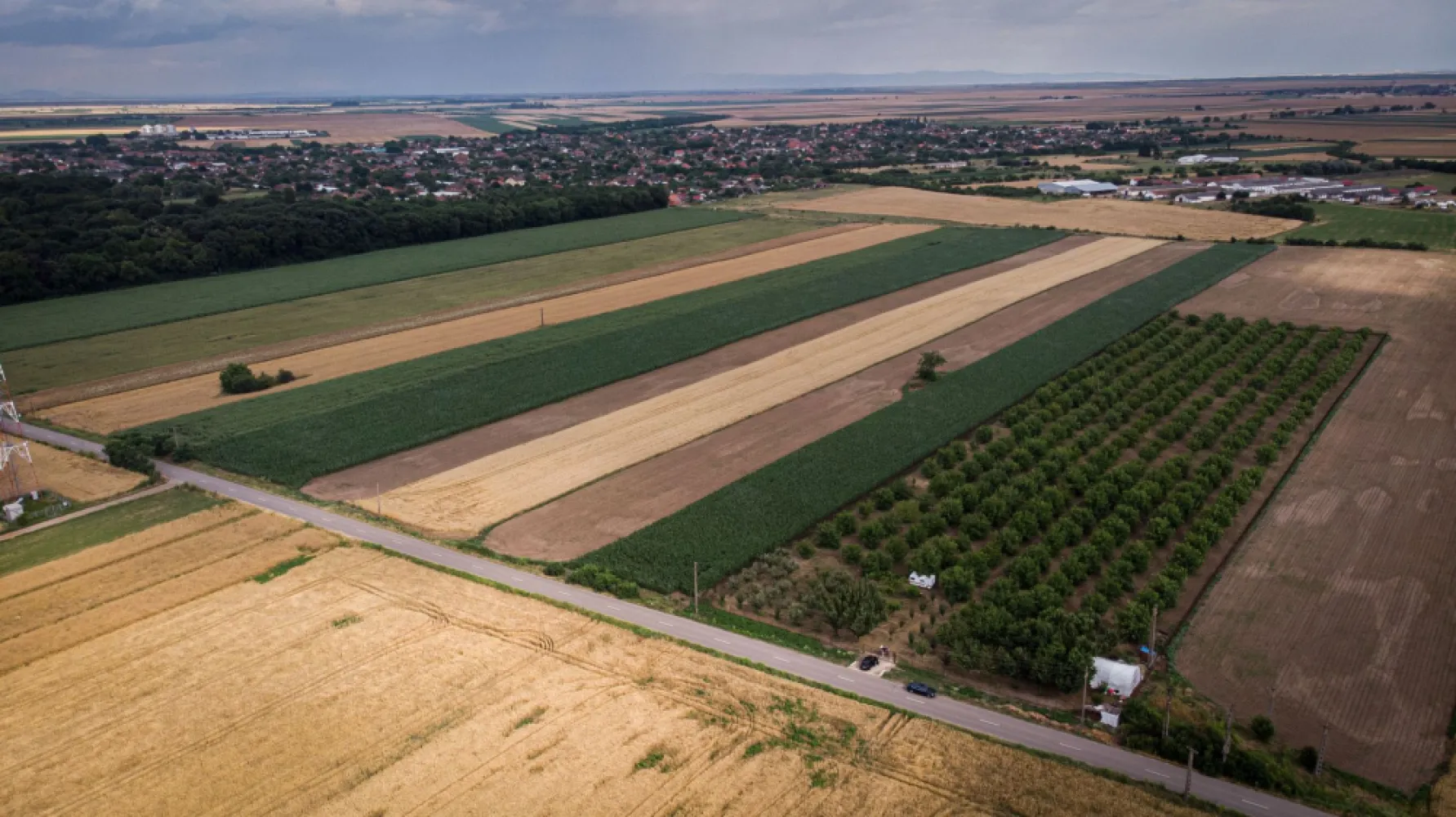 Livadă de nuci altoită și ecologică 2.5ha - PropertyLab vă propune spre achiziție 2.5 ha livadă altoită și ecologică de nuci pe rod cu următoarele caracteristici : -livada a fost plantată în anul 2015 însumând peste 300 de nuci, -soiuri Miroslava Pescianski și Cogâlniceanu cu schema 8/16 cu polenizator, -nucii sunt plantați pe un teren îngrădit cu plasa de Buzău, cu curent electric cu apă, 3 fântâni forate, accesul este la șosea, -livada mai are 50 de cireși, 50 de meri, peri, pruni și caiși, toți pomii fiind altoiți. O livadă de nuci pe rod de 2.5 hectare este o proprietate impresionantă și poate fi o oportunitate excelentă pentru cultivatorii de nuci. Soiurile menționate, Miroslava Pescianski și Cogâlniceanu, sunt dintre soiurile cu potențialul cel mai mare de fructificare. Schema 8/16 se referă la distanța de plantare dintre arbori și rânduri. Aici, arborii de nuci sunt plantați la o distanță de 8 metri între ei în rând și la 16 metri între rânduri. Această schemă oferă arborilor spațiu suficient pentru a se dezvolta și pentru a primi cantitatea adecvată de lumină și nutrienți. Faptul că livada este îngrădită cu plasă de Buzău indică o măsură de protecție împotriva animalelor sălbatice și a eventualelor daune cauzate culturilor. Prezența a trei fântâni forate și a accesului la șosea sunt avantaje adiționale, deoarece asigură un acces ușor la apă și transportul recoltelor. Prezența altor specii de arbori fructiferi, cum ar fi cireșii, merii, perii, prunii și caișii, adaugă diversitate și posibilități suplimentare de venituri din livadă. Fiind altoiți, acești arbori fructiferi sunt selecționați pentru a produce soiuri superioare și potențial mai rezistente. Pentru mai multe detalii, fotografii sau pentru a face o ofertă, nu ezitați să mă contactați. Andreea Covaci - consultant imobiliar PropertyLab Telefon: 0751479311 Cod proprietate 1727129 }}